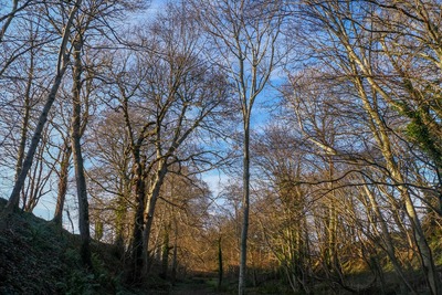 Walk photo