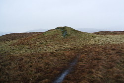 Sallows